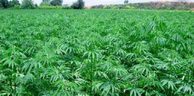Résine de cannabis, le Maroc principal fournisseur de l’Europe