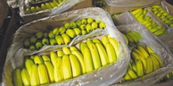 Importation de bananes: Seulement 6 opérateurs bénéficient de la licence d’importation