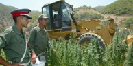 Selon l’Office des Nations unies contre la drogue et le crime: Le Maroc plus gros producteur et exportateur mondial de cannabis