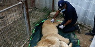 Irak: Simba, le dernier lion rescapé du zoo de Mossoul