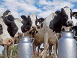 Besoins de l’Algérie en lait: La production nationale stagne
