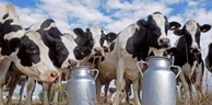 Le casse-tête de la filière lait