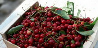 Récolte de la cerise à Tizi-Ouzou: Une hausse prévisionnelle de plus de 26% de la production