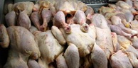 Adrar: Plus de 20 quintaux de poulets avariés saisis durant le Ramadhan