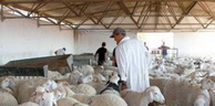 Aid El Adha: Latraco propose le mouton par facilité de paiement