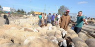 Aïd El Adha : Élargissement des points de vente des moutons à l’ensemble des wilayas