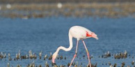 Préparation d’une formation de comptage et baguage des flamants roses á Oran
