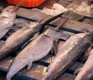 Pêche de l’Espadon : Un système informatique et de recensement en prévision de l’application de la décision sur les quotas de pêche en 2018