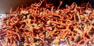 Tlemcen: Saisie de plus de 3 kg de corail rouge à Maghnia