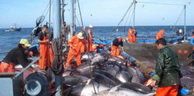 Pêche au thon rouge / De nouvelles dispositions appliquées
