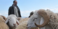 Aïd El Adha: Les prix du mouton seront ils accessibles cette année ?