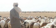 Tchad : Vaccination de 12 millions d’animaux contre deux pathologies contagieuses