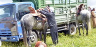 Traditions: Célébration de l’avènement du printemps à Chlef : une tradition séculaire du patrimoine local