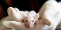 Médicaments: Des chercheurs éliminent le virus du sida chez des souris infectées