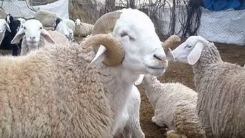 91ba20cf52156c920755d89075cbd556_XL