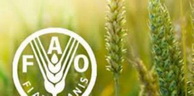 FAO: Les prix mondiaux des produits alimentaires baissent en août