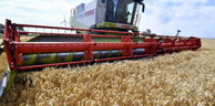 Agriculture: L’Algérie pourra se passer de l’importation d’orge et de blé dur grâce à la récolte céréalière de la saison 2018-2019