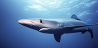 Pêche au requin soyeux dans les eaux sous juridiction nationale: L’Interdiction publiée au journal officiel