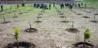 Programme national de reboisement : Plantation de 43 millions d’arbres