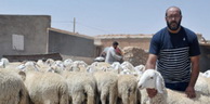 L’Aïd El Kébir à Khenchela : Affluence timide pour l’achat de moutons sur fond de mesures de prévention sanitaire