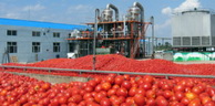 Tomate industrielle: Une production globale de près de 13 millions de quintaux jusqu’en août