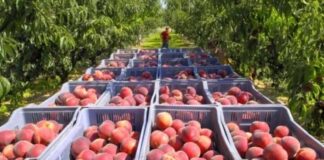 Oran: La commune de Bousfer célèbre aujourd’hui la fête de la pêche Alberta