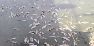 El Tarf: Mort d’un nombre considérable de poissons au lac Ben Salem à Berrihane