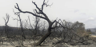 Tribunal de Souk Ahras: Un présumé incendiaire interpellé et placé en détention provisoire