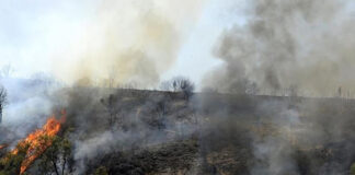 Feux de forêt: Plusieurs pays expriment Aleur solidarité avec l’Algérie