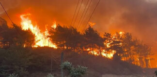 Agriculture: Les feux de forêts de cet été moins intenses par rapport à 2021