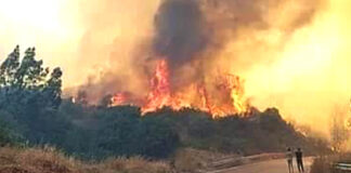 Incendies de 2021 dans la wilaya de Tizi-Ouzou: Plus de 14000 agriculteurs aidés à se remettre sur pied