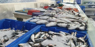 Vente directe de poisson: Un mécanisme fiable pour protéger les professionnels et leurs productions, selon le ministre