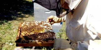 Tizi-Ouzou: Lancement de la 8e édition du festival de l’abeille et du miel