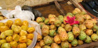 Fête de la figue de Barbarie à Tizi-Ouzou: La transformation pour valoriser le fruit