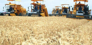 Bouira – Campagne moissons-battage: Un million de quintaux engrangé dans les silos