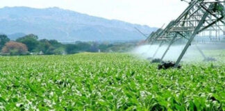 Sécurité alimentaire: Les performances du secteur agricole mettent l’Algérie sur les rails