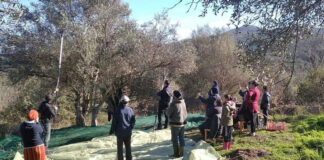 Tizi-Ouzou: Plus de 3400 agricultrices inscrites sur le registre de la wilaya