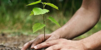 Constantine: 600 arbustes d’ornement mis en terre dans diverses communes de la wilaya