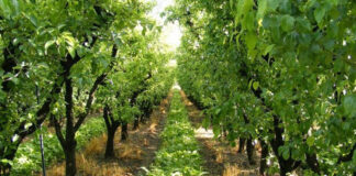 Sidi Bel-Abbès: Nécessaire extension des surfaces dédiées à l’arboriculture fruitière