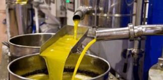 Tizi-Ouzou: Chute prévisionnelle de près de 50 % de la production d’huile d’olive