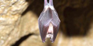 Des virus proches du Covid-19 découverts chez des chauves-souris au Laos