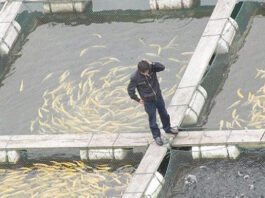 Sidi Bel-Abbès: Session de formation en faveur des agriculteurs et promoteurs en aquaculture intégrée