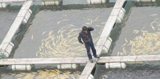 Sidi Bel-Abbès: Session de formation en faveur des agriculteurs et promoteurs en aquaculture intégrée