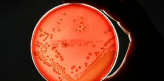 Les infections bactériennes, deuxième cause de décès dans le monde