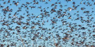 Criquets pèlerins: Les efforts de l’Algérie dans la lutte antiacridienne mis en relief à Oran