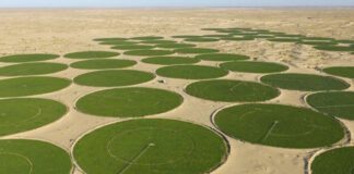 Sécurité alimentaire: L’investissement agricole dans le Sud algérien est une issue sans faille