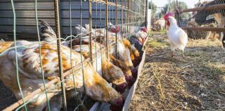 Cheptel avicole: Mise à disposition de plus de 20 millions de doses de vaccins contre la grippe aviaire