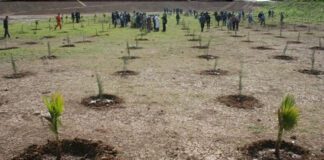 Blida: Un programme de plantation de près de 60 000 plants d’arbres