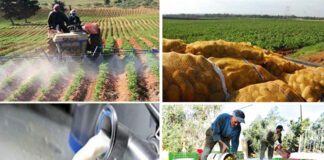 Médéa: Un accompagnement soutenu au profit du secteur agricole