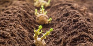 Mostaganem: Importation de près de 7500 tonnes de semences de pomme de terre